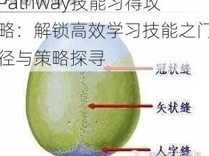 Pathway技能习得攻略：解锁高效学习技能之门径与策略探寻