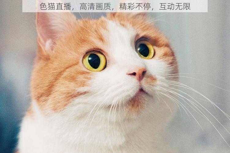 色猫直播，高清画质，精彩不停，互动无限