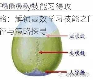 Pathway技能习得攻略：解锁高效学习技能之门径与策略探寻